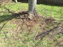 Check spelling or type a new query. Red Maple Roots Showing 306432 Ask Extension