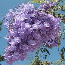 Check spelling or type a new query. Jacaranda Mimosifolia 50 Seeds Tropical Tree Purple Flower