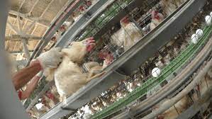 Chickens Abused for Kewpie Mayo? A PETA Exposé