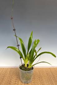 Image result for Aeranthes africana