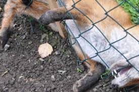 Vor allem junge triebe an bäumen und sträuchern haben es ihnen angetan. Keiner Will Den Toten Fuchs In Saaldorf Was Tun Bei Toten Tieren Auf Dem Eigenen Grund Und Boden Leben Ostthuringer Zeitung