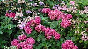 Hydrangea heißt „wasserschlürferin, und genauso verhalten sich die pflanzen auch! Hortensien Pflegen Pflanzen Und Uberwintern Ndr De Ratgeber Garten Zierpflanzen