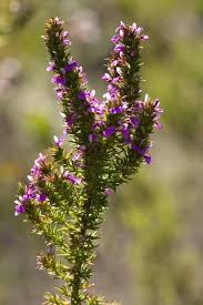 Image result for Heisteria