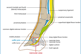 Flexor tendon injuries still remain a challenging condition to manage to ensure optimal outcome for the patient. Evaluation Of Equine Superficial Digital Flexor Tendon Lesions The Veterinary Nurse