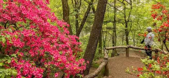 Hallett Nature Sanctuary | Central Park Conservancy