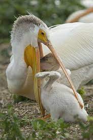 Pelican Feeding Time Puffins Bird Beautiful Birds Pet Birds