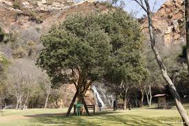 Image result for Olinia rochetiana