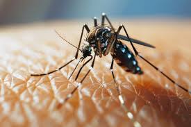 Image result for Dengue