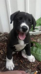 Black And White Border Collie Boxer Mix Border Collie Pitbull Mix I Love My Puppy Pitbull Mix Puppies Pitbull Mix Dogs