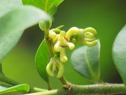 Image result for Artabotrys likimensis