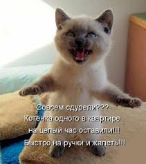 koshki koty kotyata vkontakte smeshnye deti smeshnye fotografii koshek smeshnye detskie kartinki