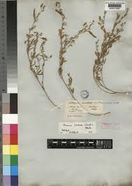 Image result for Pearsonia sessilifolia