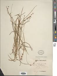 Image result for Scleria distans