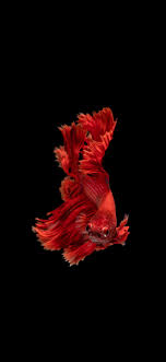 Check spelling or type a new query. Goldfish Human Body Wallpaper Human