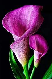 Lily Symbolism Flower Landscape Purple Flower Pictures Beautiful Flowers Wallpapers