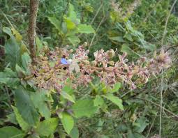 Image result for Rotheca aurantiaca