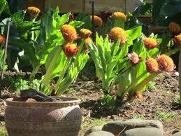 Image result for Scadoxus puniceus