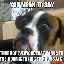 A Dog S Epiphany Surprised Dog Funny Vape Memes