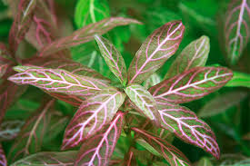 Image result for Hygrophila pobeguinii