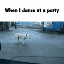 Search discover and share your favorite welcome to the party pal gifs. Best Party Hard Dog Canonical Canonical Canonical Gifs Gfycat