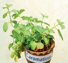 Image result for Coleus grandidentatus