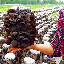 Black fungus is also known as wood ear or cloud ear mushrooms, because they resemble human ear. Egrow 50pcs Pack Agaric Seeds Healthy Edible Vegetable Mushroom Black Fungus Plants Seeds