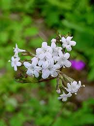 Image result for Valeriana capensis