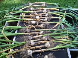 Planted in fall, this crop grows for many months before harvesting. Garlic University Of Maryland Extension