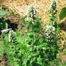 Sometimes catnip is called catmint and vice versa. Catnip Uses For People And Cats Weekly Weeder 19 Planting Herbs Healing Plants Medicinal Herbs