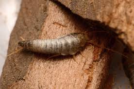 Wieder alleine im bett schlafen! Silberfische Endgultig Loswerden Anleitung Mit Tipps