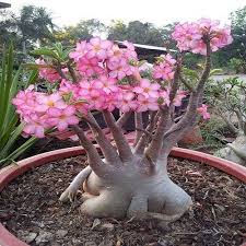 Maybe you would like to learn more about one of these? The Amazing Adenium Arabicum Plant Unusualseeds