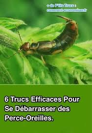 Epingle Sur Anti Insectes Et Anti Parasites