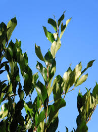 Zapmeta.ws has been visited by 100k+ users in the past month Prunus Caroliniana Compacta Boething Treeland Farms