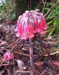 The optimum temperature to enhance the bloom of the plant is around 60 °f. Mother Of Millions Weeds