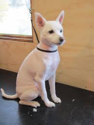Black American Eskimo Dog Price A Small To Medium Size Nordic Type Dog The American Eskimo Dog Is Known For Its Vibrant White Co American Eskimo Dog Miniature American Eskimo American Eskimo