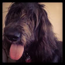 Black And Tan Labradoodle Labradoodle Labradoodle Pet Dogs Pets