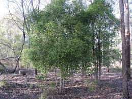 Image result for Elaeodendron