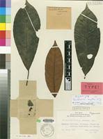 Image result for Buchholzia