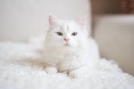 Kitten on a white background. 150 Wonderful Names For White Cats And Kittens