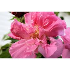 Image result for Hibiscus mutatus