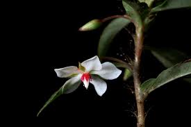 Image result for Ochnaceae