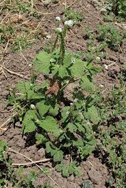 Image result for Heliotropium indicum