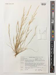 Image result for Aristida effusa