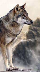Iphone Xs Max Wallpaper Wolf Find Your Wallpaper Hubsche Tapeten Tapeten Hubsch
