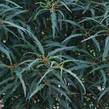 Image result for Rhamnus staddo