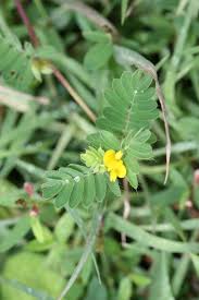 Image result for Smithia