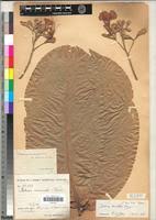 Image result for Berlinia grandiflora