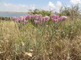 Image result for Dewildemania filifolia