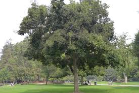Image result for Celtis sinensis