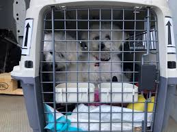 Pet travel planning by experienced expats. Pet And Animal Transportation Tips Conqueror News